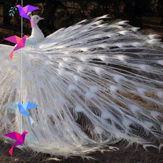 Elizabeth Organ's avatar