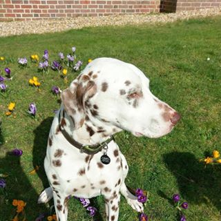 Rosemary Wilson's avatar