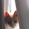 Victoria louise Harrison's avatar