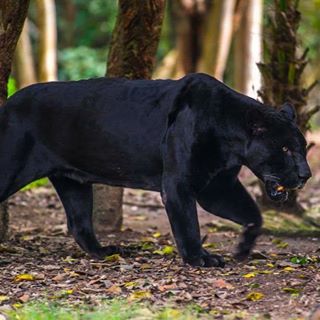 Dimitar Rusev's avatar