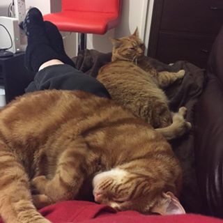 Sharon Abbott's avatar