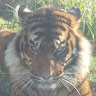 tom ebbens's avatar