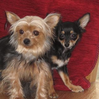 Ian Murrells's avatar