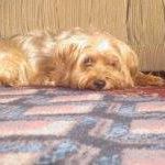 David Sankey's avatar