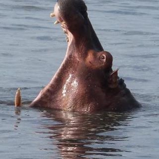 Susan Gorman's avatar