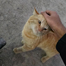 almas's avatar