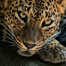 Dee's avatar