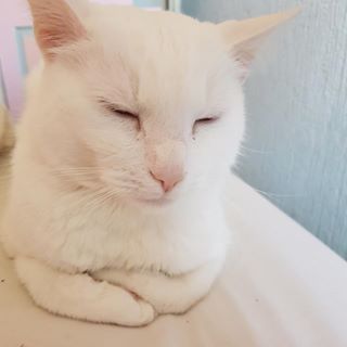 Lewis Kitty Kath's avatar