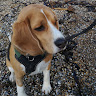 Amelia Sawyer's avatar