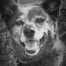 Wilbur's avatar