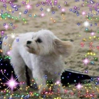 Vera Valentine's avatar