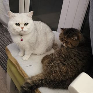 Suzette Hankin's avatar