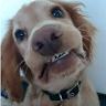Rachel's avatar
