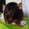 HellsWench's avatar
