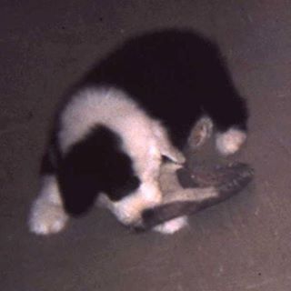 David Nigel Thomas's avatar