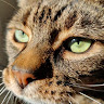 emma goudercourt's avatar