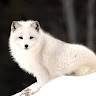 LaughingSnow's avatar