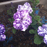 {"display":"Irina Bondariuk","full_name":"Irina Bondariuk","avatar":{"url":"\/assets\/uploads\/avatars\/users\/1742445.png"}}'s avatar