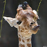 Adam Elhewihey's avatar