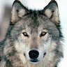 Alexander Tarnok's avatar