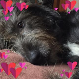 Ibolya Sandor's avatar