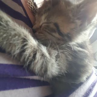 Simone Poole's avatar