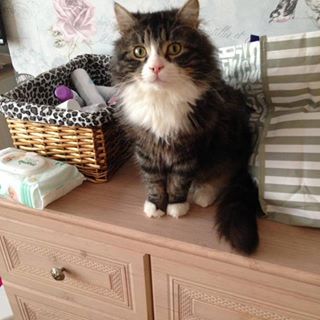 David Tibbles's avatar