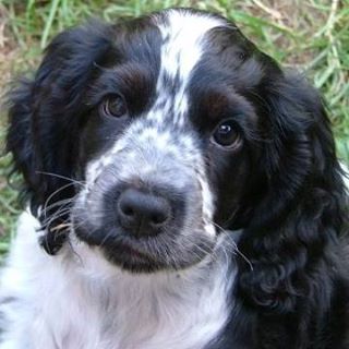 John Griffiths's avatar