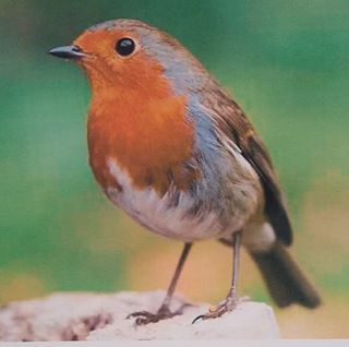 Rob Millard's avatar