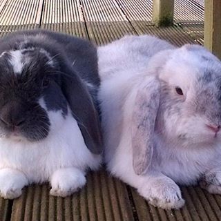 David Allan Stalker's avatar