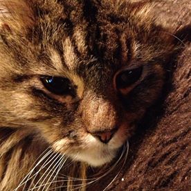 Patricia Daglish's avatar