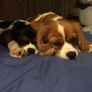 Caroline Smith's avatar