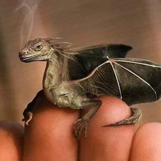 Frank Newman's avatar