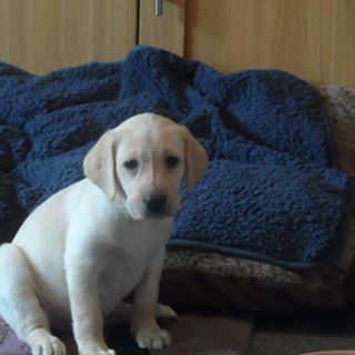 David Irvine's avatar