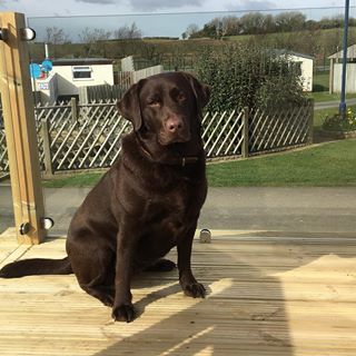 Bella Doggo's avatar
