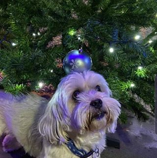 Joy O'Brien's avatar