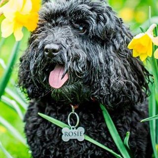 Sarah Kenyon's avatar