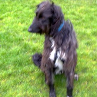 Angie Williamson's avatar