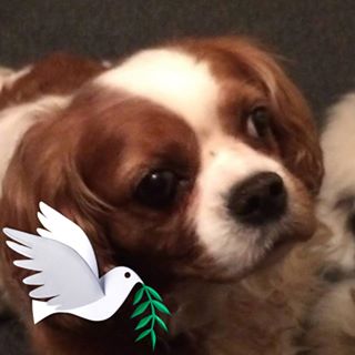 David Simmons's avatar