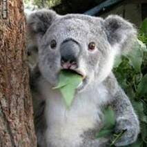 Graham Lloyd's avatar