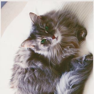 Elle Mainecoon's avatar