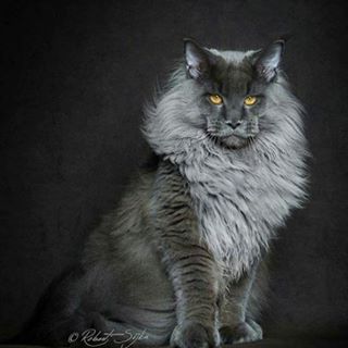 Michelle Sargent's avatar