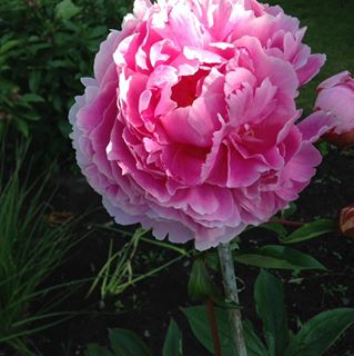 Carol Leeper's avatar