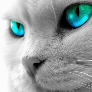 Chris Rennie's avatar