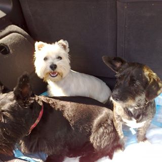 Anna Daisy Lola's avatar