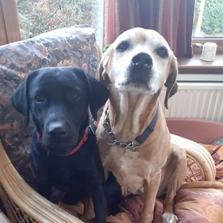 Joyce Mitchelson's avatar