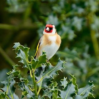 Anthony Chiverton's avatar