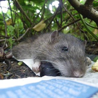 Celano Gianpiero's avatar