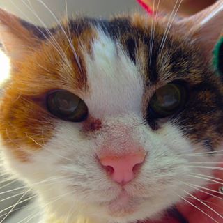 Peter Grinham's avatar