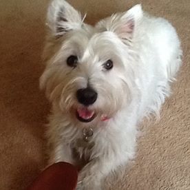 Gillian Cargill's avatar